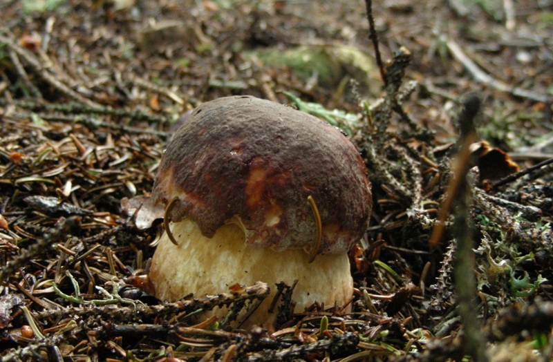 Facciamo due passi tra gli abeti